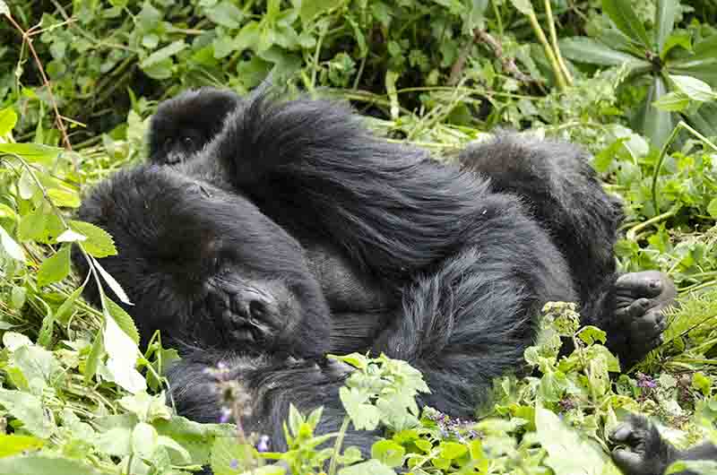 11 - Gorila - selva de Virunga - parque nacional de los volcanes - Ruanda